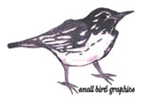 Small Bird Graphics
